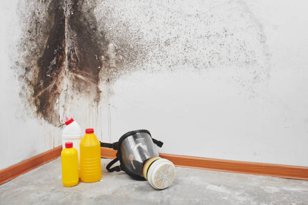Best Black Mold Removal  in Boulder Hl, IL