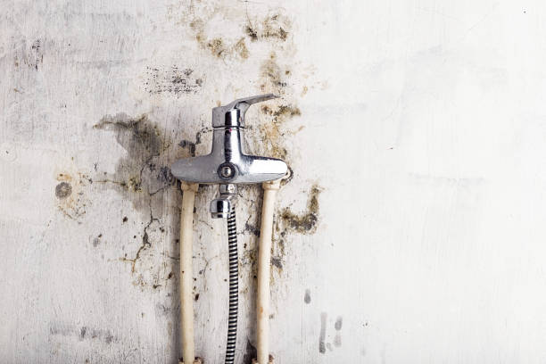 Professional Mold Removal in Boulder Hill, IL