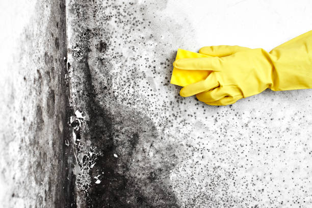 Best Commercial Mold Removal  in Boulder Hl, IL