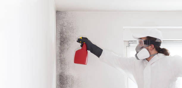 Best Attic Mold Removal  in Boulder Hl, IL