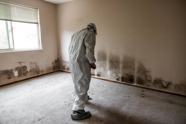 Best Mold Damage Repair  in Boulder Hl, IL
