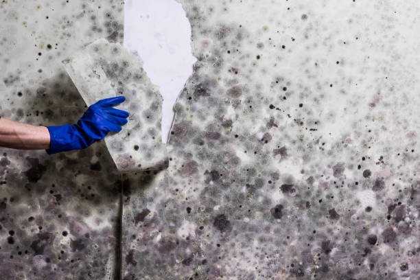Best Best Mold Removal Companies  in Boulder Hl, IL